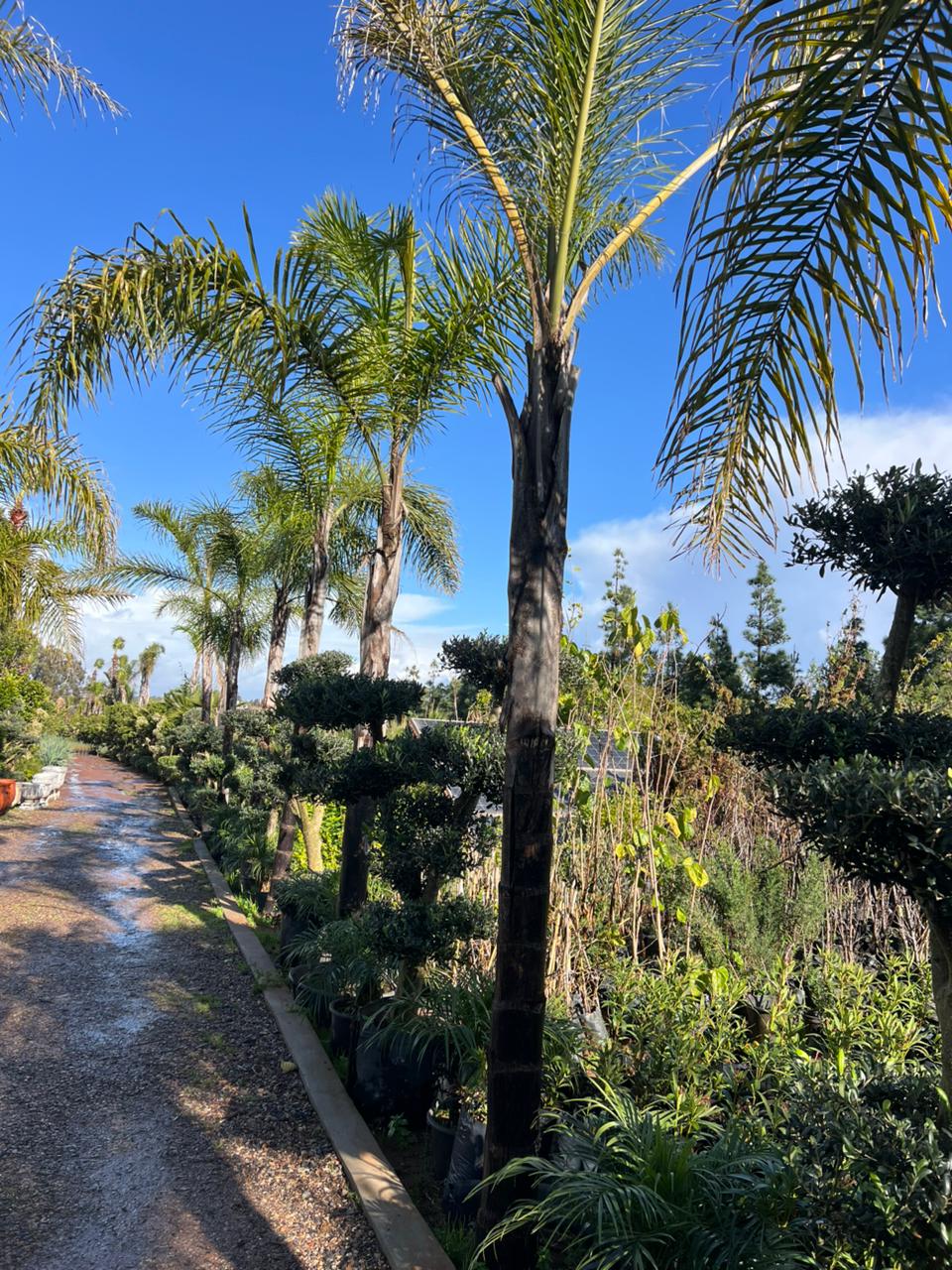 Cocos australis - Vue principale